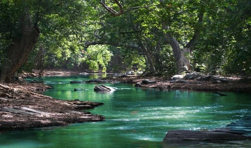 Black River Gorges Forest Hiking | Yanature