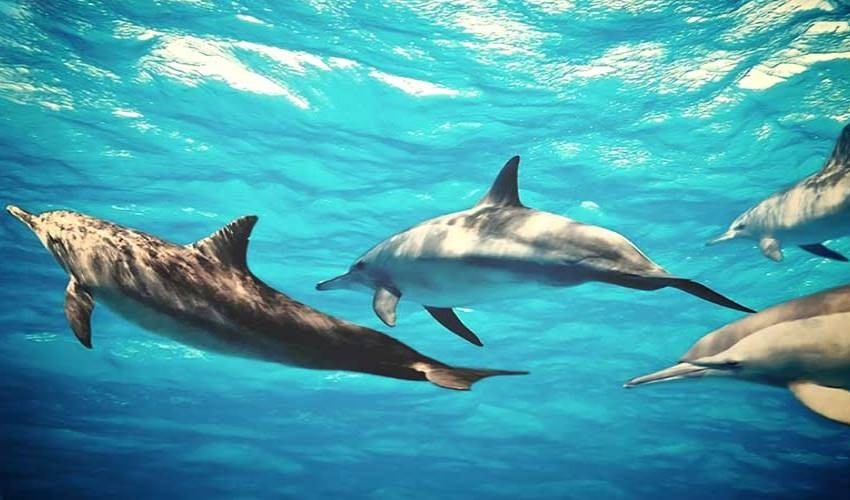 Dolphin Watching (Shared) | Fish Whisperer