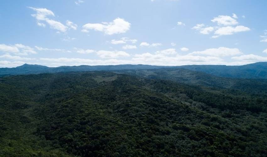 Black River Gorges Forest Hiking | Yanature