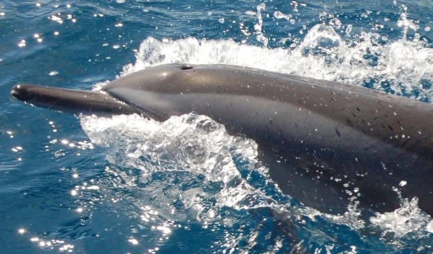 Dolphin Watching (Shared) | Fish Whisperer