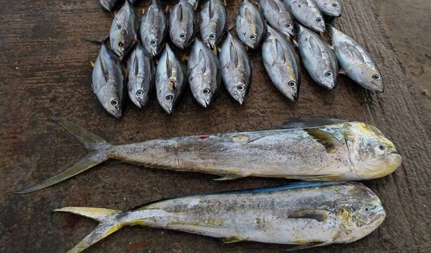 Small Game Fishing (Private) | Fish Whisperer