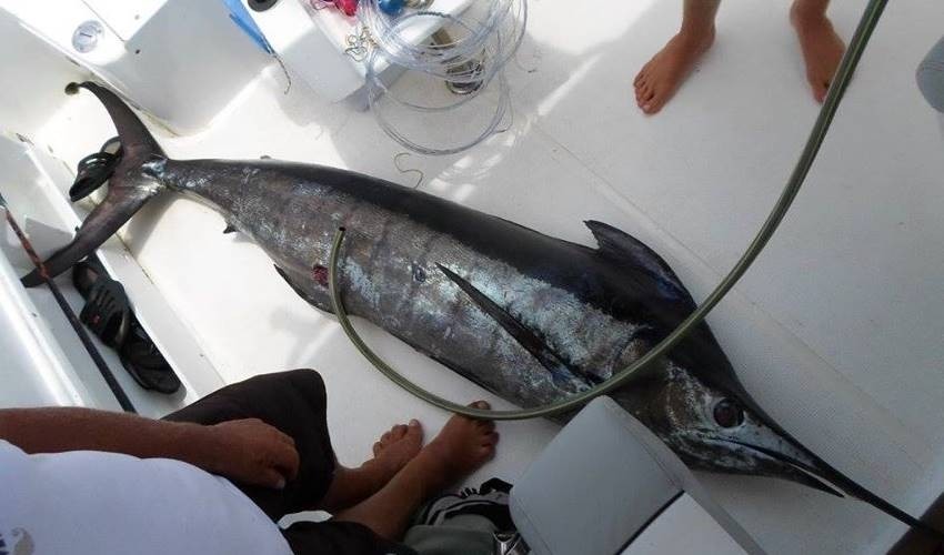 Big Game Fishing (Private) | Fish Whisperer