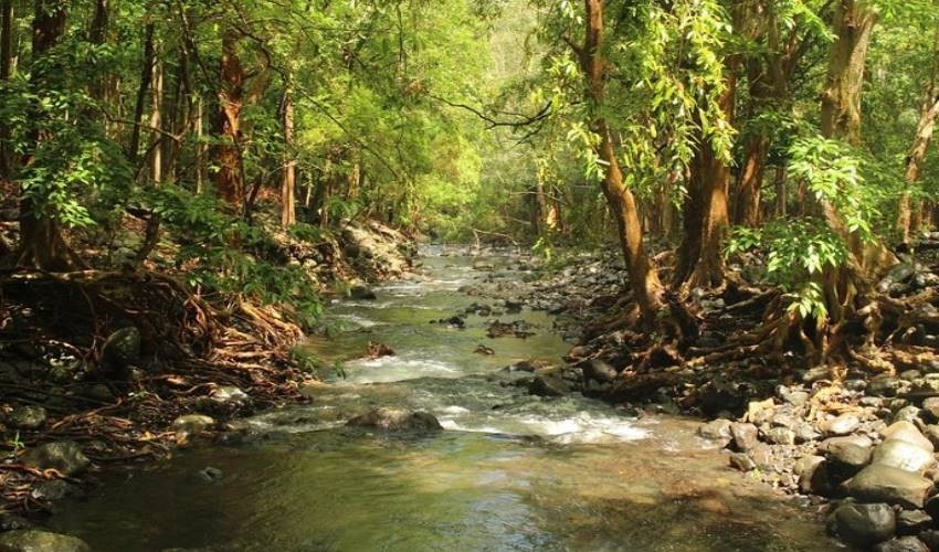 Black River Gorges Forest Hiking | Yanature