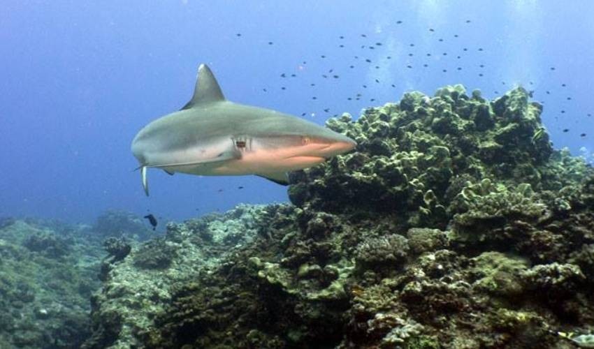 Shark diving | Emperator Diving Centre