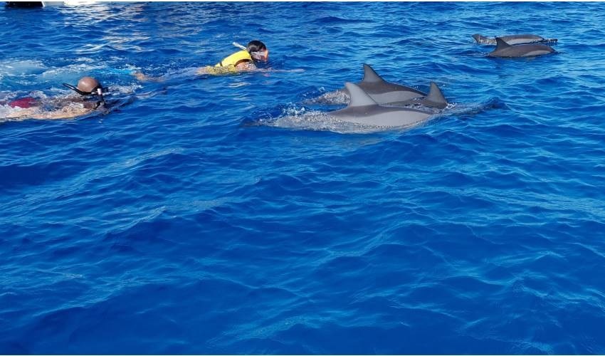 FULL DAY SWIM WITH DOLPHINS | DOLPHIN ENCOUNTER