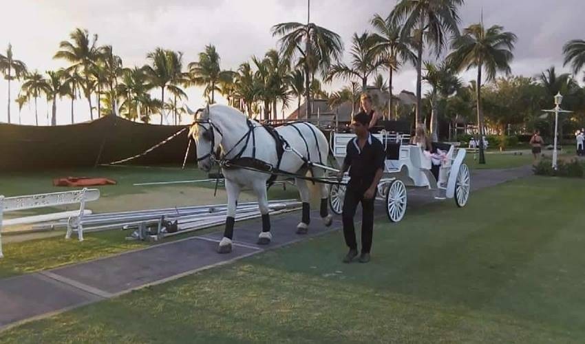 Wedding Horse Carriage for 1 hour | Les Calèches Du Paradis 