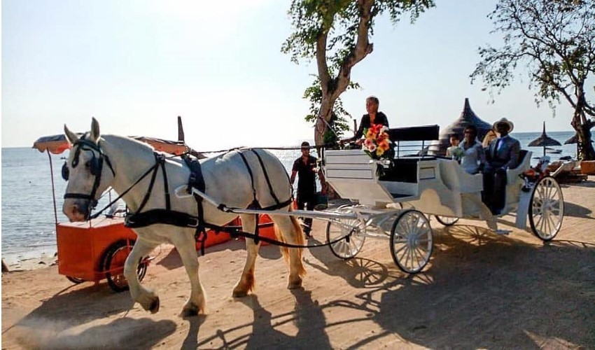 Wedding Horse Carriage for 1 hour | Les Calèches Du Paradis 