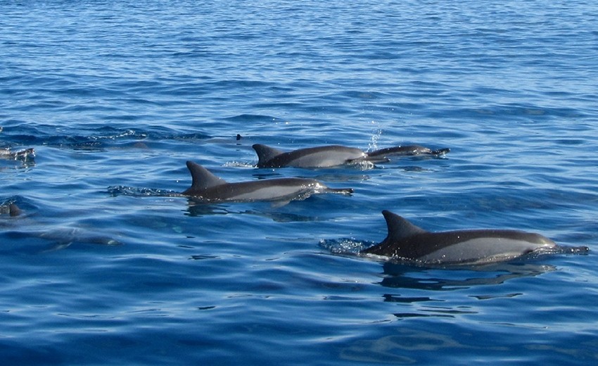 Catamaran See Dolphins | Atom Leisure boat