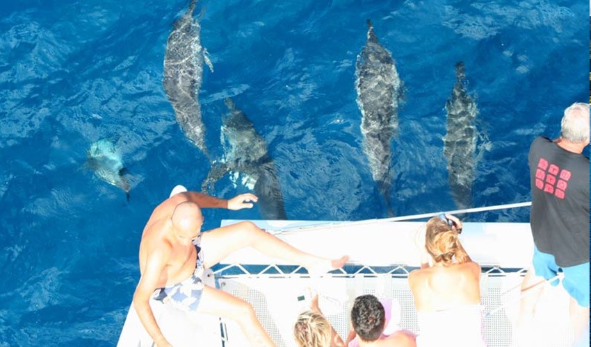 Catamaran See Dolphins | Atom Leisure boat