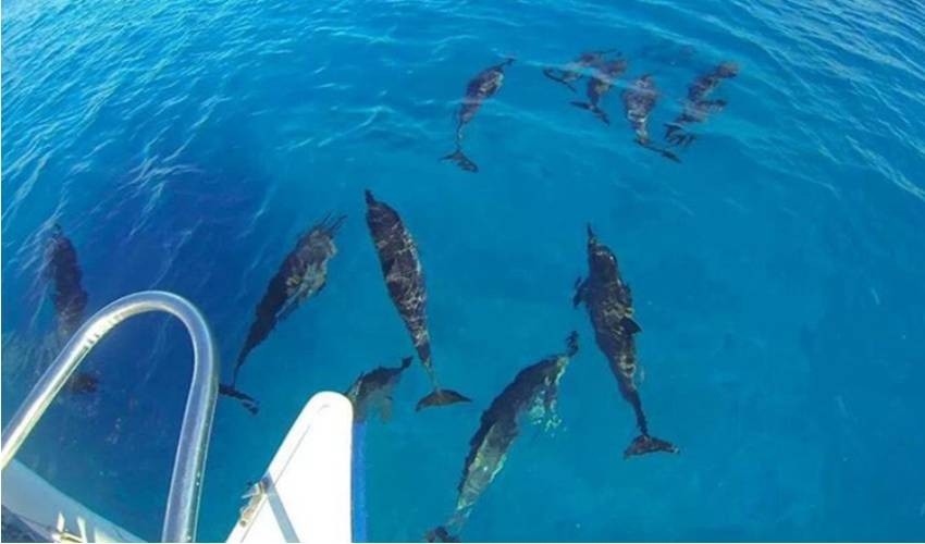 Dolphin Encounter (Private) | Dolswim