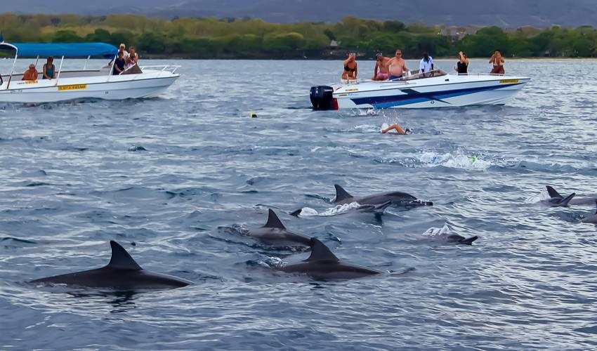 Dolphins Encounter (Shared) | Dolswim