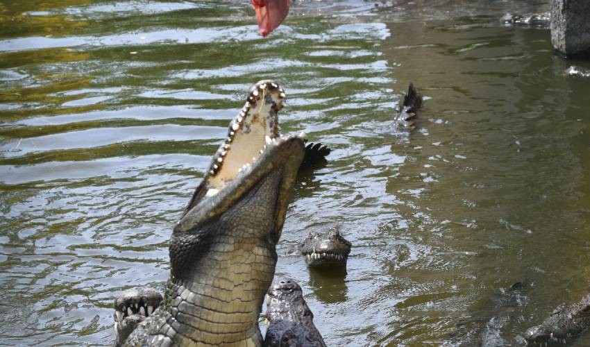 LA VANILLE NATURE PARK