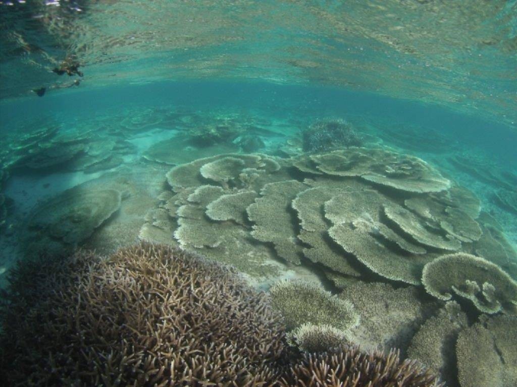 GLASS BOTTOM & SNORKELING EXPERIENCE AT BLUE BAY