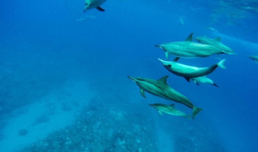 Dolphin Watching (Shared) | Fish Whisperer