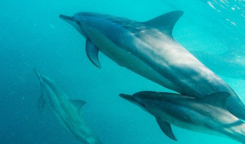 Dolphin Watching (Shared) | Fish Whisperer