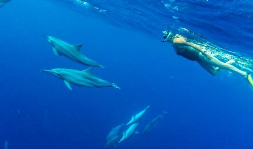 Dolphin Watching (Shared) | Fish Whisperer