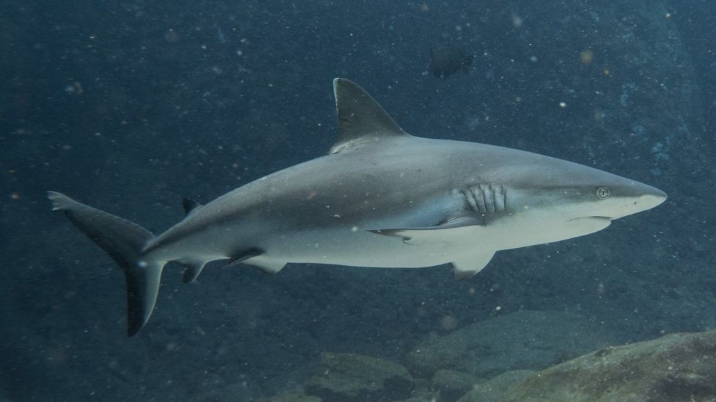 Shark diving | Emperator Diving Centre