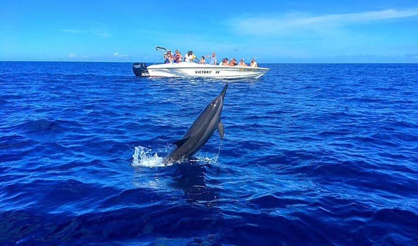 Swim with Dolphins (2hrs) by speedboat | Victory Cruise