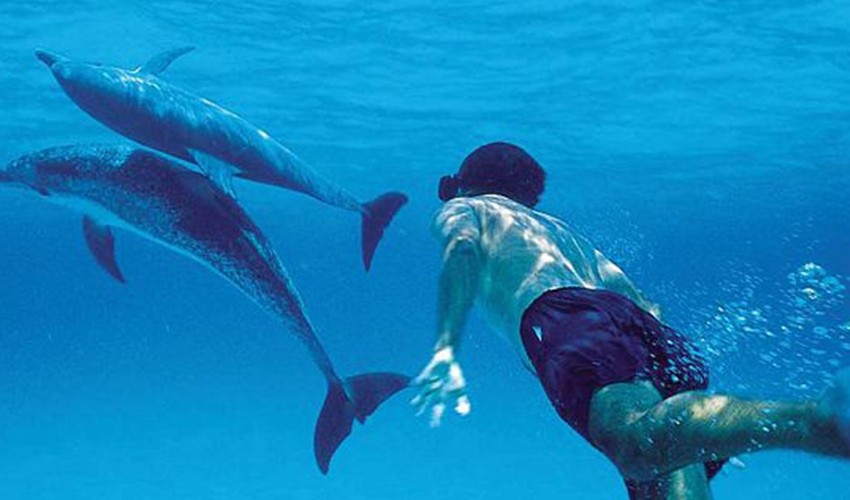 Swim with Dolphins (2hrs) by speedboat | Victory Cruise