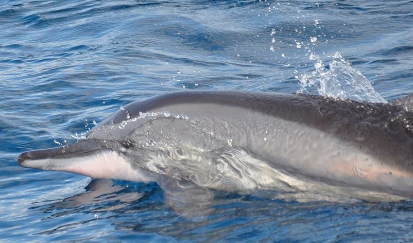 Swim with Dolphins (2hrs) by speedboat | Victory Cruise