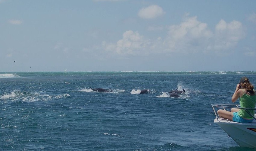 Swim with Dolphins (2hrs) by speedboat | Victory Cruise