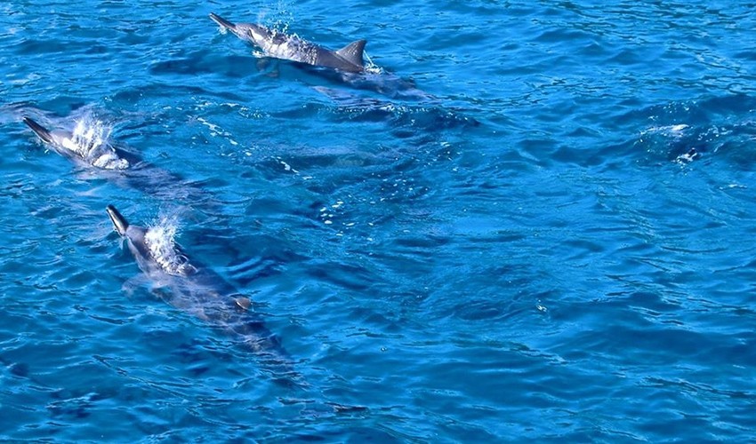 Swim with Dolphins (2hrs) by speedboat | Victory Cruise